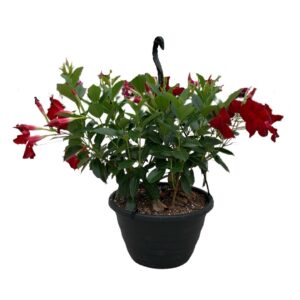 Patio Plants